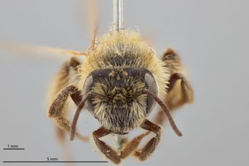 Media type: image;   Entomology 772898 Aspect: head frontal view